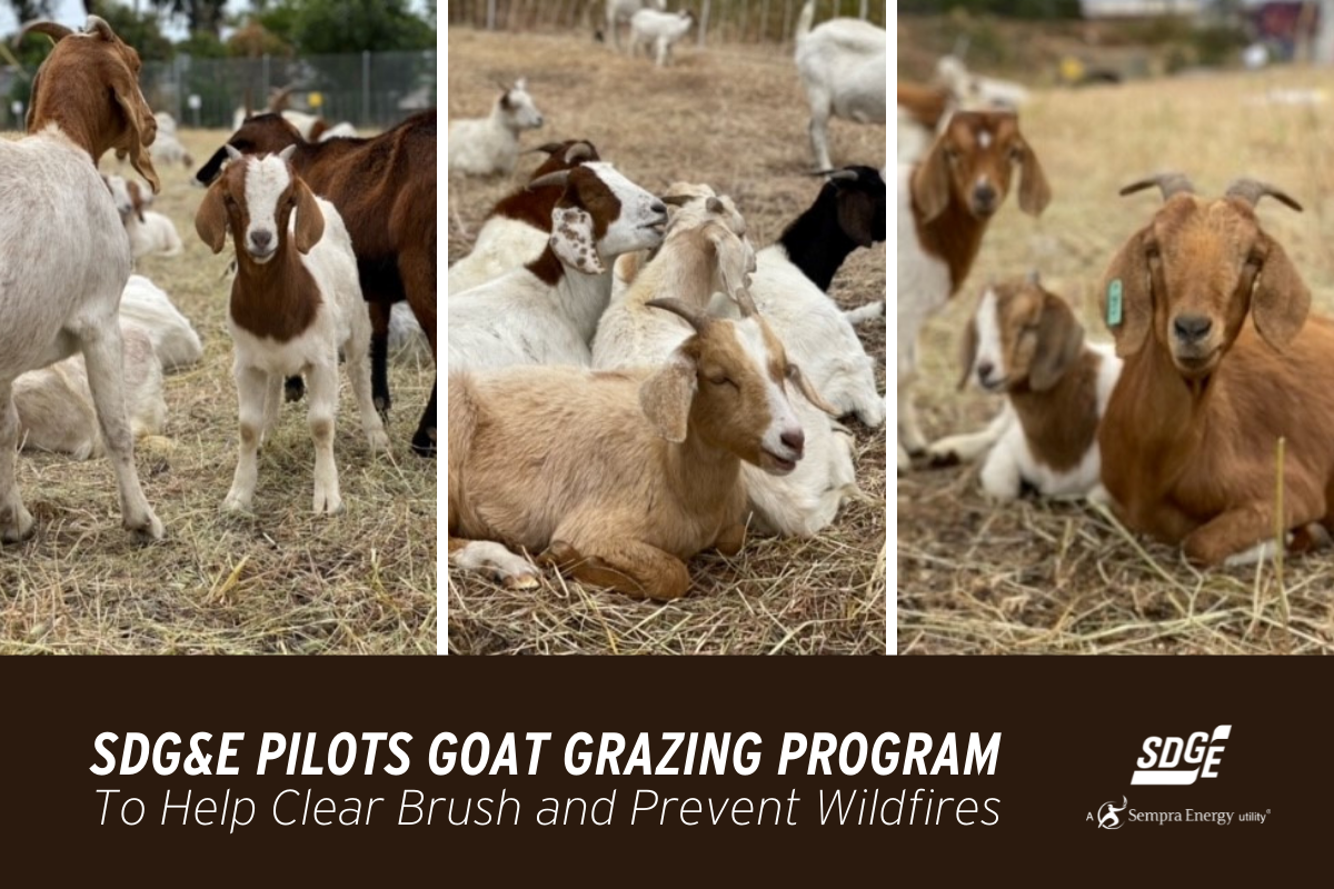 SDG&E Pilots Goat Grazing Program to Help Clear Brush and Prevent Wildfires 