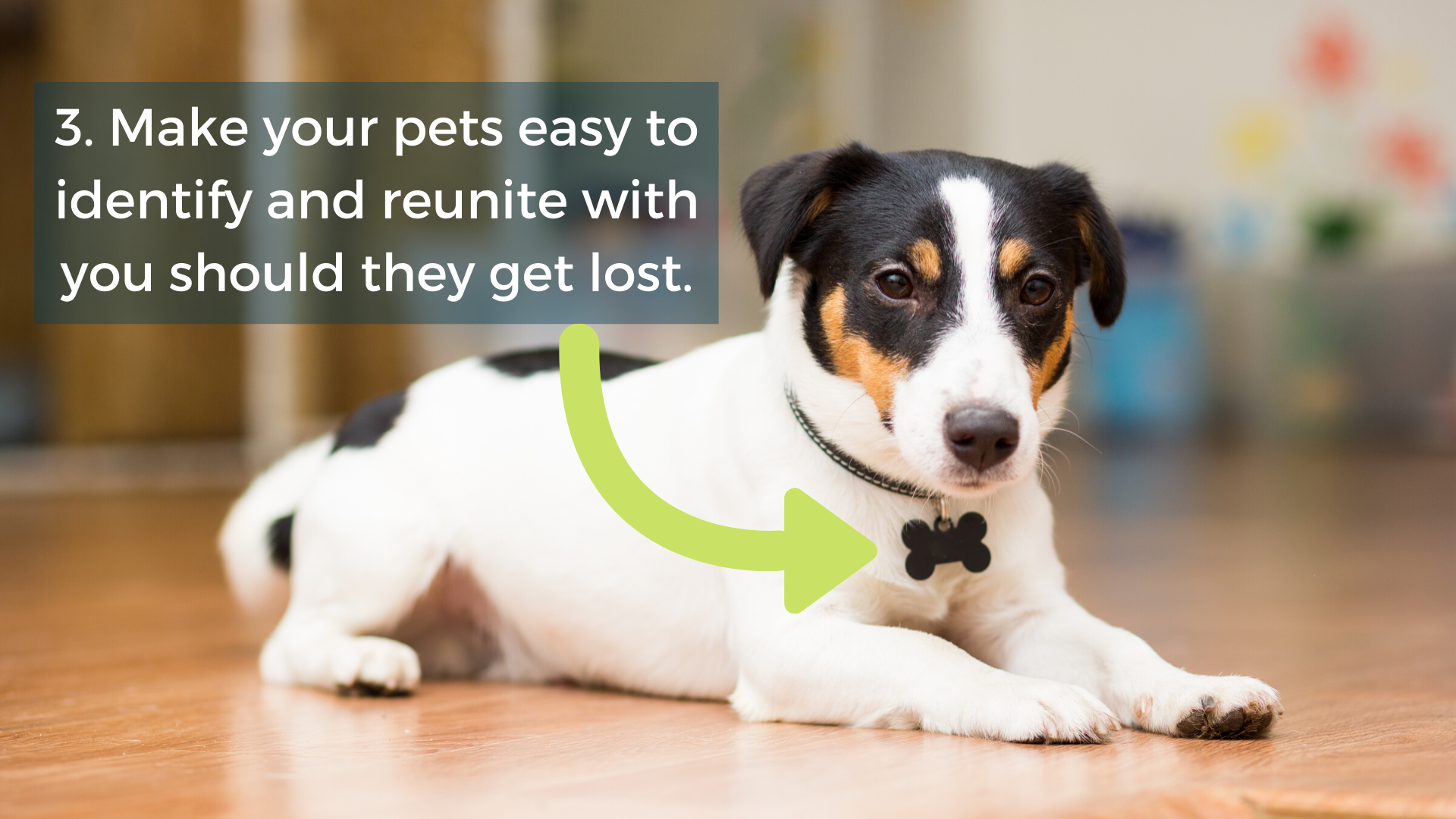 Make your pet easy to identify and reunite with you.