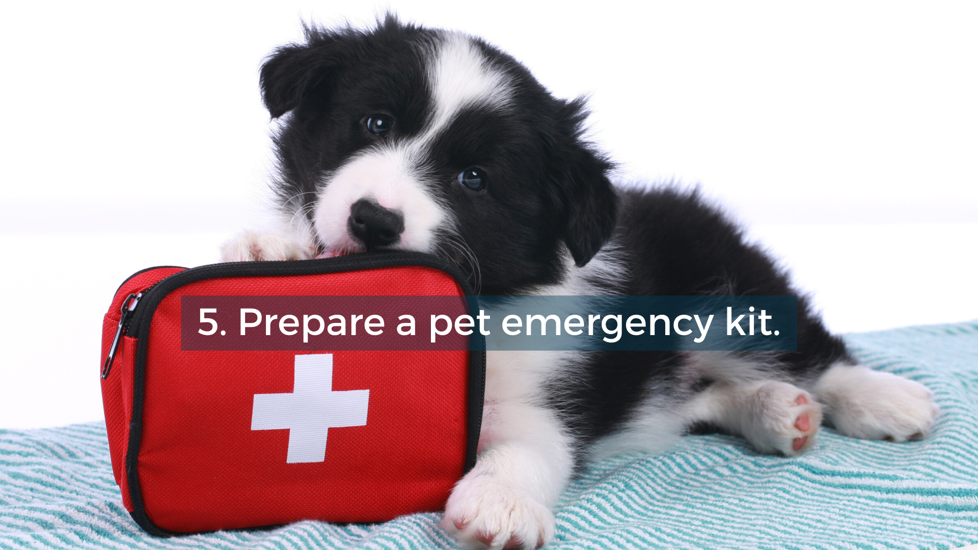 Prepare your pet emergency kit.